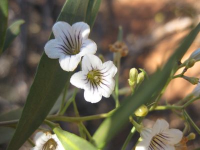 Duboisia hopwoodii, photographed by Andrew Thornhill