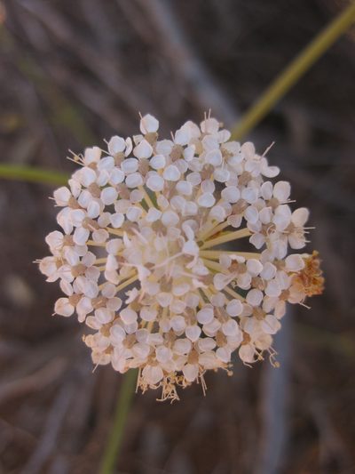 Trachymene glaucifolia, photographed by Andrew Thornhill