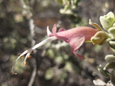Eremophila forrestii, photographed by Andrew Thornhill