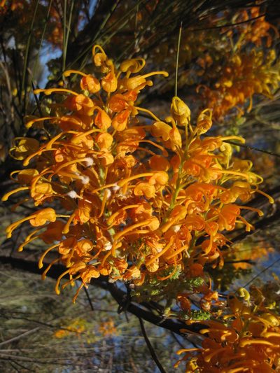 Grevillea juncifolia, photographed by Andrew Thornhill