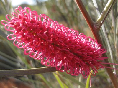 Hakea francisiana, photographed by Andrew Thornhill