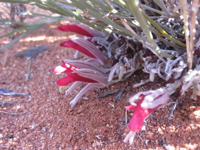 Leptosema chambersii, photographed by Andrew Thornhill