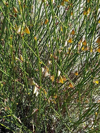 Daviesia triflora, photographed by alison bunker