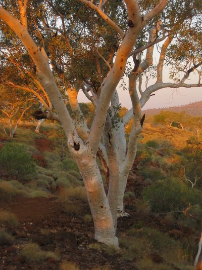 Eucalyptus leucophloia, photographed by Andrew Thornhill