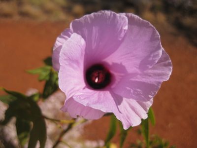 Gossypium robinsonii, photographed by Andrew Thornhill