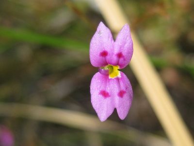 Stylidium fluminense, photographed by Andrew Thornhill