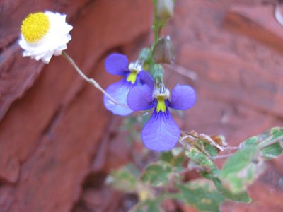 Lobelia heterophylla, photographed by Andrew Thornhill