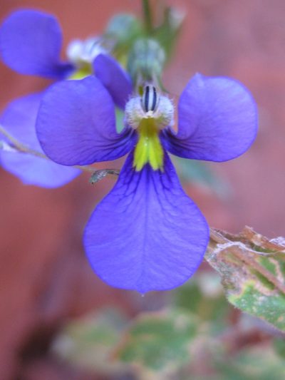 Lobelia heterophylla, photographed by Andrew Thornhill