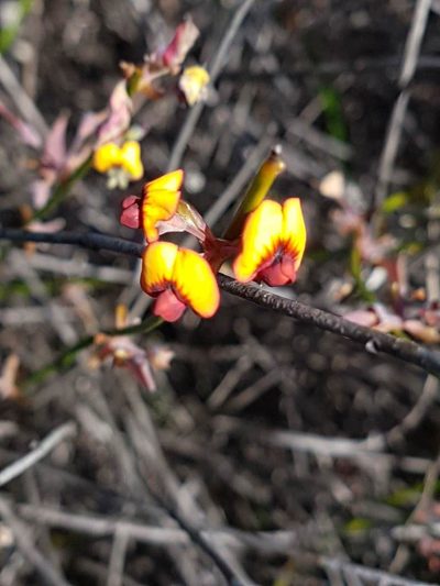 Daviesia triflora, photographed by alison bunker