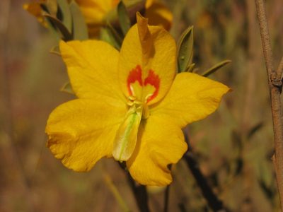 Petalostylis labicheoides, photographed by Andrew Thornhill