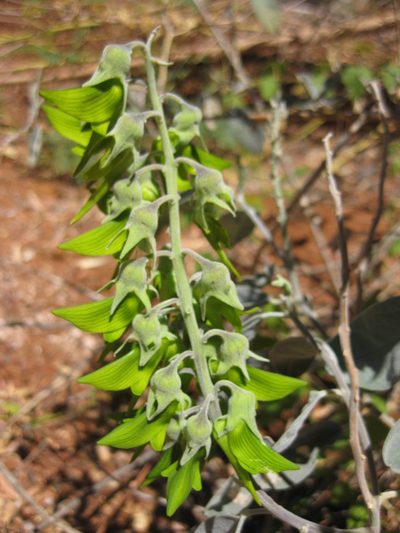 Crotalaria cunninghamii, photographed by Andrew Thornhill