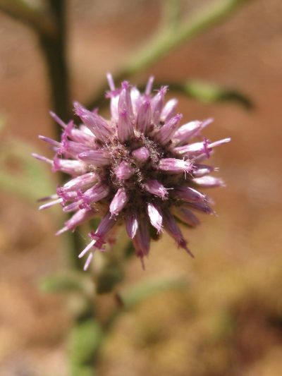 Pterocaulon sphacelatum, photographed by Andrew Thornhill