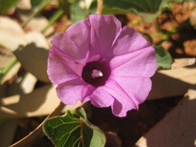 Ipomoea muelleri, photographed by Andrew Thornhill