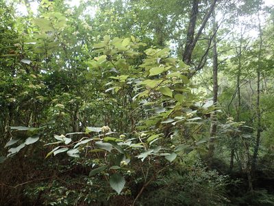 Hydrangea aspera, photographed by 葉子
