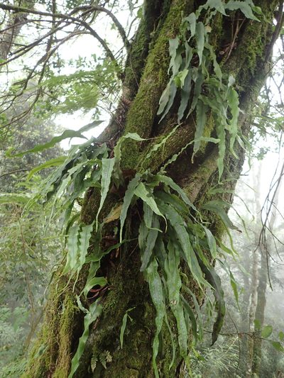Lepisorus obscure-venulosus, photographed by 葉子