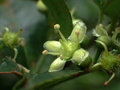 Euonymus spraguei, photographed by 葉子