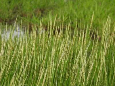 Oryza sativa, photographed by Manoj Karingamadathil