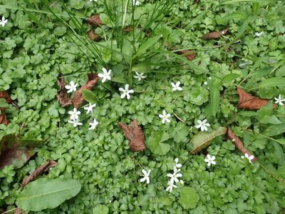 Ellisiophyllum pinnatum, photographed by 葉子