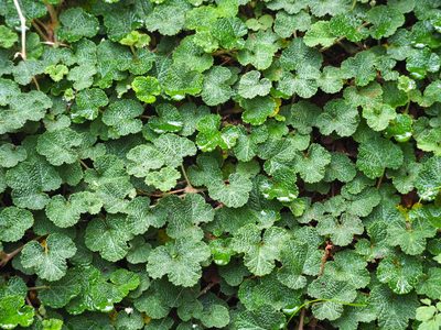 Rubus rolfei, photographed by 葉子