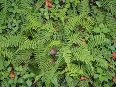Amauropelta beddomei, photographed by 葉子