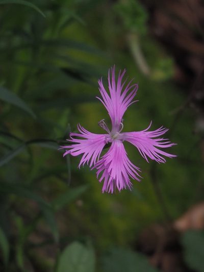 Dianthus longicalyx, photographed by 葉子