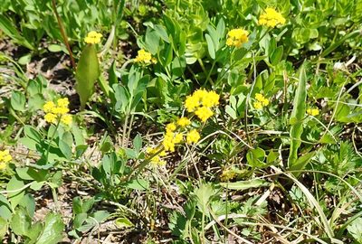 Tauschia stricklandii, photographed by John Brew