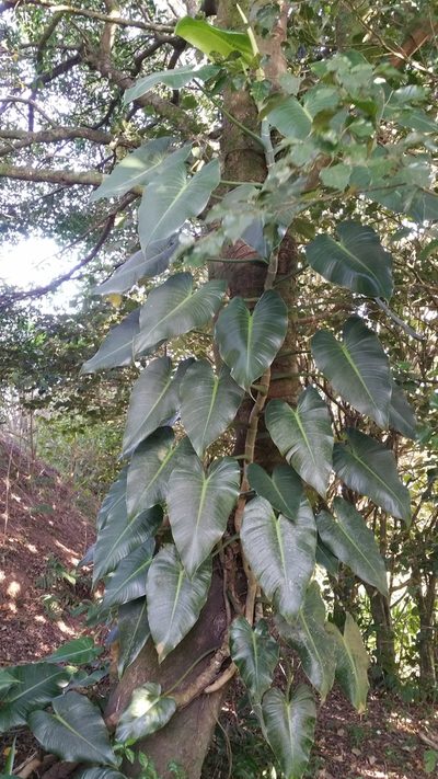 Philodendron brenesii, photographed by Julien Tchilinguirian