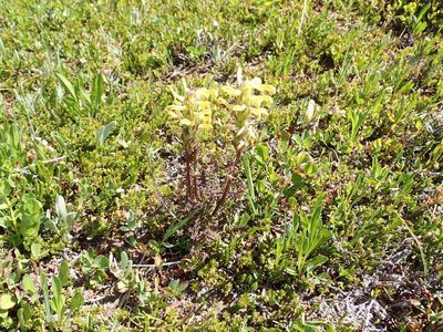 Pedicularis rainierensis, photographed by John Brew