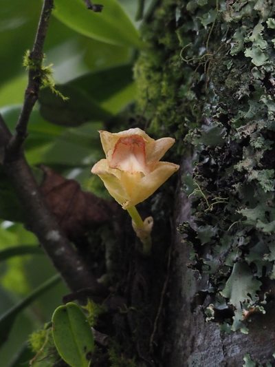 Bulbophyllum pectinatum, photographed by 葉子