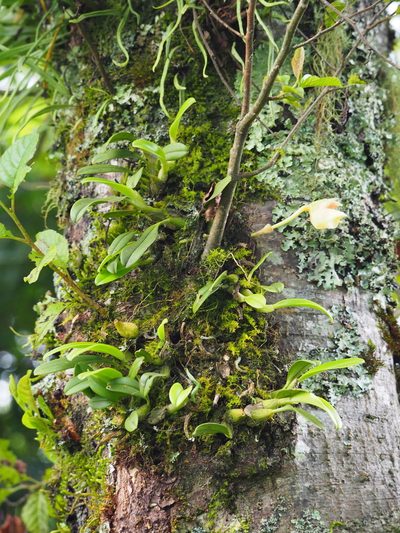 Bulbophyllum pectinatum, photographed by 葉子