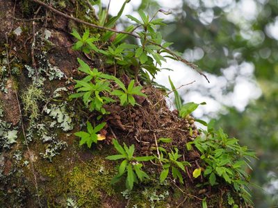 Lysionotus pauciflorus, photographed by 葉子