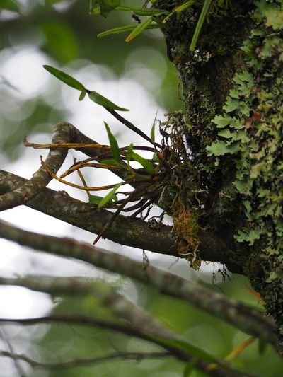 Dendrobium moniliforme, photographed by 葉子