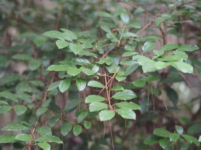 Viburnum taitoense, photographed by 葉子