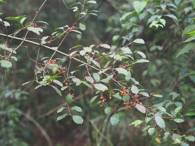 Viburnum taitoense, photographed by 葉子