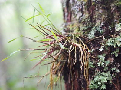 Dendrobium moniliforme, photographed by 葉子