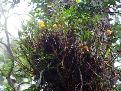 Dendrobium chryseum, photographed by 葉子