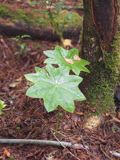 Podophyllum pleianthum, photographed by 葉子