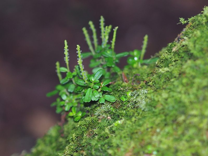 Peperomia nakaharae, photographed by 葉子