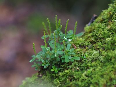 Peperomia nakaharae, photographed by 葉子
