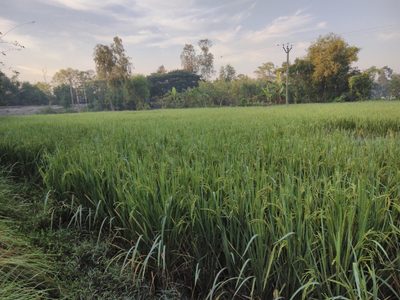 Oryza sativa, photographed by Manoj Karingamadathil