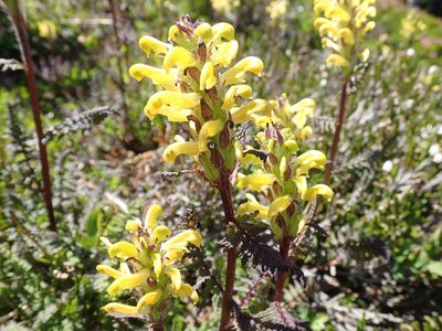 Pedicularis rainierensis, photographed by John Brew