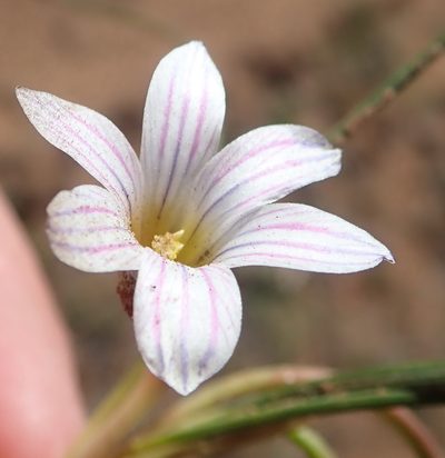 Romulea atrandra, photographed by Nicola van Berkel