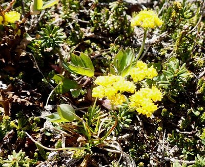 Tauschia stricklandii, photographed by John Brew