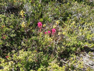 Pedicularis rainierensis, photographed by John Brew