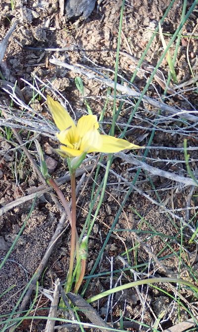 Romulea luteiflora, photographed by Nicola van Berkel