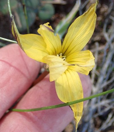 Romulea luteiflora, photographed by Nicola van Berkel