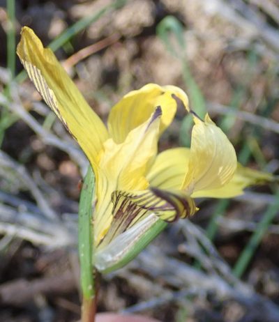 Romulea luteiflora, photographed by Nicola van Berkel