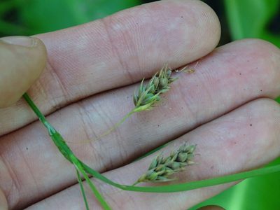 Carex magellanica, photographed by Reuven Martin