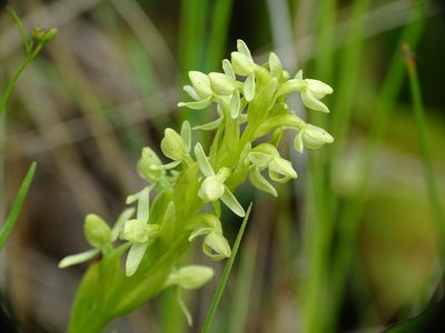 Platanthera huronensis, photographed by Reuven Martin