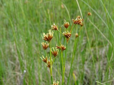 Cladium mariscoides, photographed by Reuven Martin